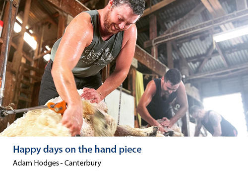 A happy man shearing a sheep