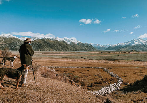 a farmer with his dog, standing on a hill, looking out over a valley where his sheep have found their way to the open gate of their field. a mountain range is in the background.