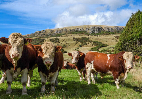 White and brown Beresford Simmental cattle stand in the foreground with a green rolling hill, blue sky and white clouds in the background.