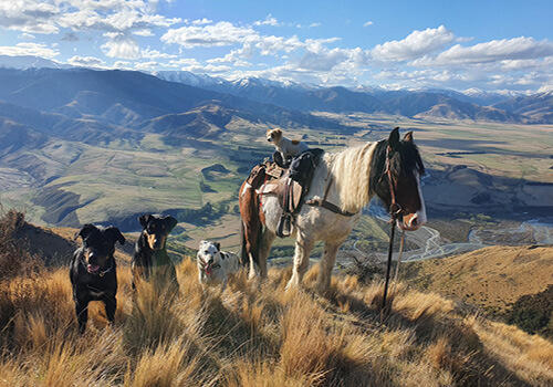 4 dogs and a horse face the camera on a hill with a wide valley in the background. one small dogs sits on the horses saddle.