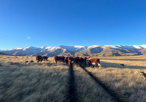 Hereford cattle graze in a paddock with a vast blue sky above and a large mountain range in the background