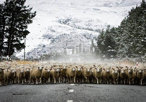 A large flock of sheep advance down both sides of a road. the centre line of the road is in the forgound with tall trees either side of the road and a snow covered mountain in the background.