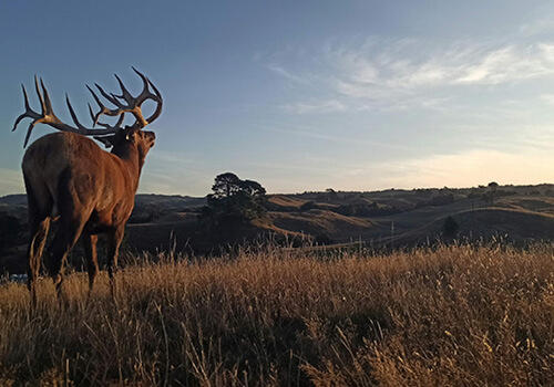 A stag with large antlers faces toward the background, calling to another stag (out of the picture). The sun is setting in a blue sky with light white clouds.