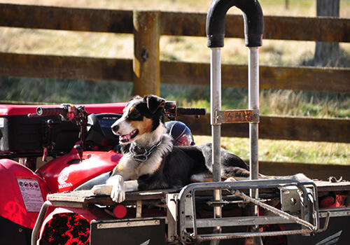 A happy, relaxed collie sheep dog sits on the back of a four wheel bike, in the sun, with its front paws crossed one over the other. The bike has a safety roll bar installed.