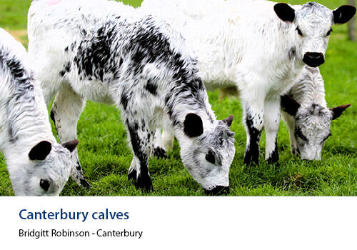 Black and white calves
