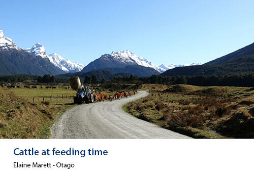 A country road with cattle