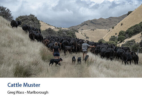Cattle on a hillside