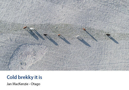 Aerial view of cattle in frost