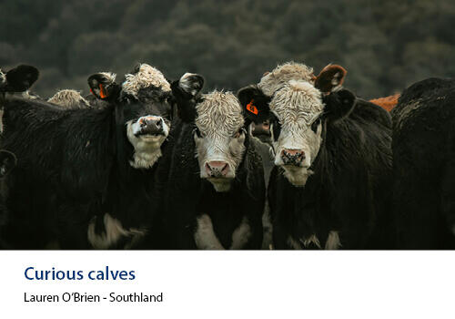 Close up of cattle