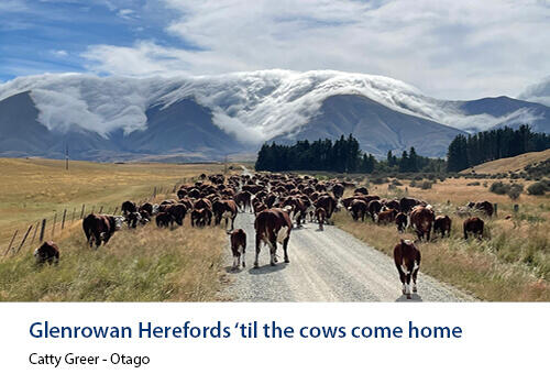 Cattle walking down a country road