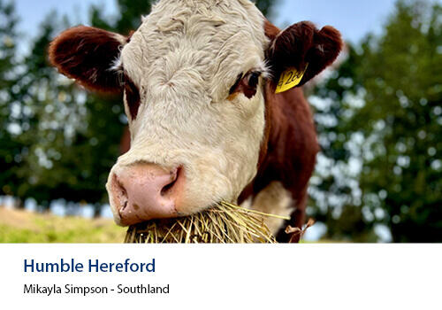 Close up of Hereford cattle