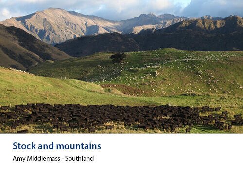 Scenic view of cattle and sheep