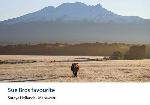 A lone Hereford in front of a mountain