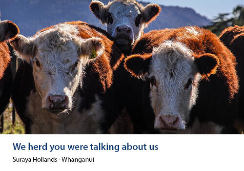 A group of curious Hereford cattle standing close together, facing the camera, with mountains in the background. Caption: “We herd you were talking about us” – Suraya Hollands, Whanganui.