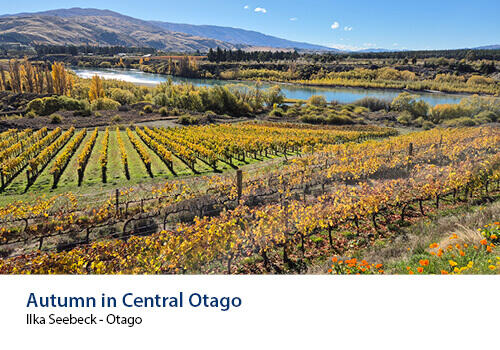 Rows of golden grapevines stretch toward a calm river surrounded by trees in full autumn colour, with distant hills under a bright blue sky. Caption: Ilka Seebeck, Otago.