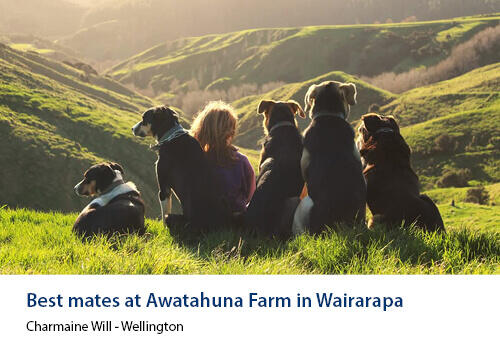 A child sitting on a hillside alongside five dogs, all looking out over green valleys at sunset. Caption: “Best mates at Awatahuna Farm in Wairarapa” – Charmaine Will, Wellington.