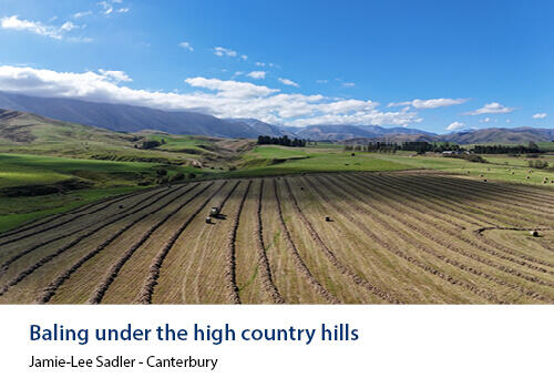 A scenic view of a farm field with rows of freshly baled hay stretching towards rolling hills and mountains under a blue sky. Caption: Jamie-Lee Sadler, Canterbury.