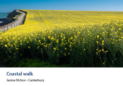 A vibrant field of yellow flowering plants alongside a coastal path leading toward the sea. Caption: “Coastal walk” – Janine McIvor, Canterbury.