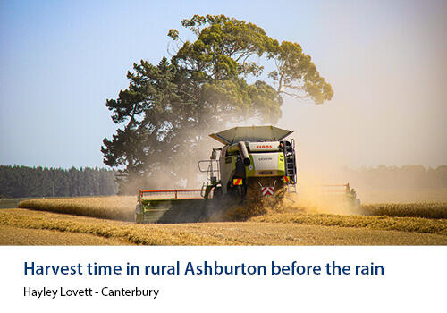 A CLAAS combine harvester working through a field of grain as dust rises, with a large tree in the background. Caption: “Harvest time in rural Ashburton before the rain” – Hayley Lovett, Canterbury.