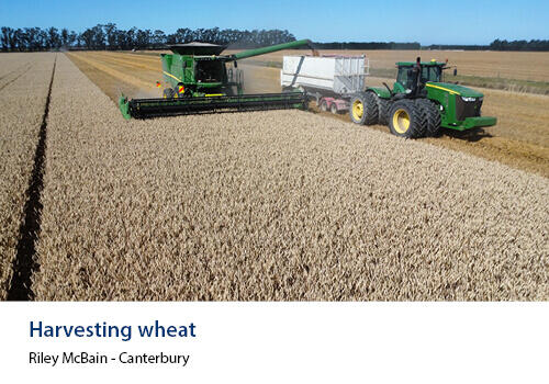 A green harvester and tractor harvesting golden wheat under a clear sky, filling a trailer with grain. Caption: “Harvesting wheat” – Riley McBain, Canterbury.