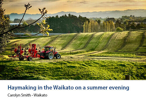 A red tractor working across a mown field in Waikato during a golden summer evening. Caption: “Haymaking in the Waikato on a summer evening” – Carolyn Smith, Waikato.