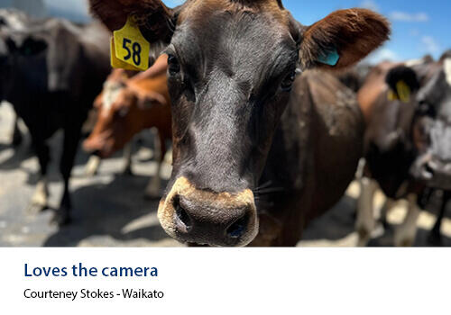 A curious black dairy cow with a yellow ear tag stares directly into the camera, surrounded by other cows in the background. Caption: Courteney Stokes, Waikato.