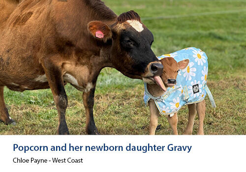 A brown cow licks her newborn calf, who is wearing a blue floral calf jacket, standing in green pasture. Caption: Chloe Payne, West Coast.