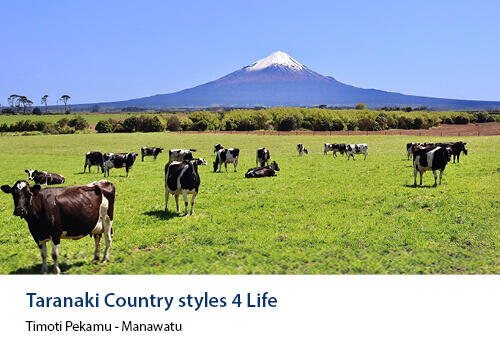 A herd of Holstein-Friesian cows grazing in a lush green paddock, with Mt Taranaki’s snow-capped peak in the background. Caption: Timoti Pekamu, Manawatu.