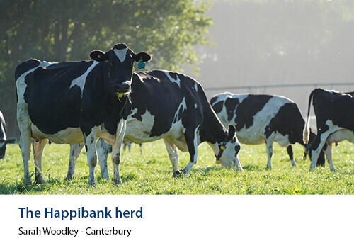 Several black and white dairy cows grazing on dew-covered grass in soft morning light. Caption: Sarah Woodley, Canterbury.