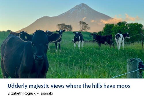Black and white dairy cows standing in a hilly pasture at dusk, with Mt Taranaki glowing softly in the background. Caption: Elizabeth Roguski, Taranaki.