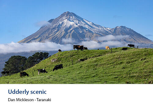 A group of cows grazing on a green hillside under a clear blue sky, with the dramatic peak of Mt Taranaki rising behind. Caption: Dan Mickleson, Taranaki.