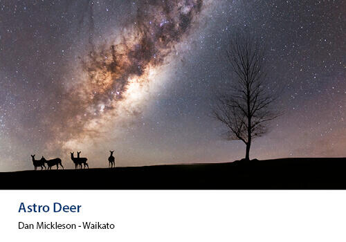 Silhouettes of deer standing under a vivid night sky filled with stars and the Milky Way, next to a lone tree. Caption: Dan Mickleson, Waikato.