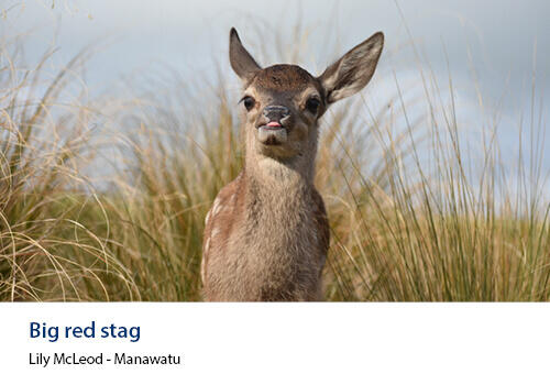 A young red deer stands alert in tall golden grass, facing the camera with its tongue slightly out. Caption: Lily McLeod, Manawatu.