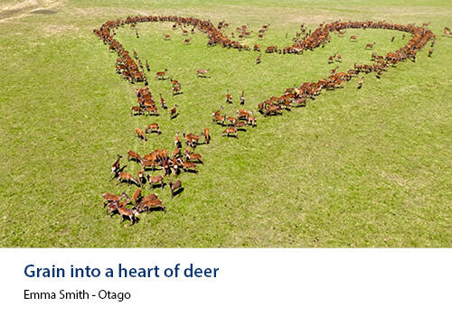 Aerial view of a large herd of deer arranged in the shape of a heart on a grassy paddock. Caption: Emma Smith, Otago.