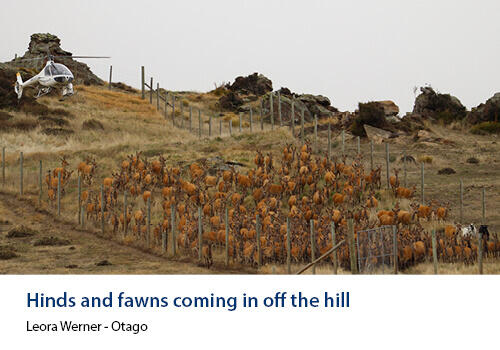 A helicopter hovers near a fenced area as a herd of red deer hinds and fawns move down a hillside. Caption: Leora Werner, Otago.