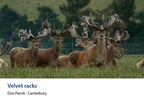 A group of male deer with full velvet antlers standing alert in a green paddock. Caption: Don Parish, Canterbury.