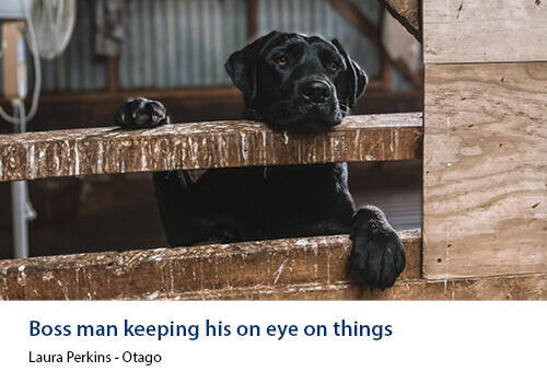 A black farm dog with its front paws resting on a wooden fence, watching attentively. Caption: Laura Perkins, Otago.