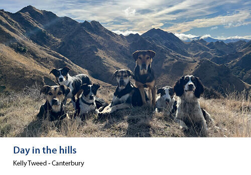 A group of seven working farm dogs sitting on a grassy hilltop with rugged mountains in the background. Caption: Kelly Tweed, Canterbury.