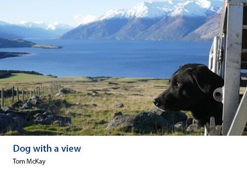 A black farm dog looking out from a vehicle towards rolling hills, lake, and snow-capped mountains in the distance. Caption: Tom McKay.