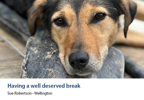 Close-up of a farm dog resting its head on a wooden surface, looking tired but relaxed. Caption: Sue Robertson, Wellington.