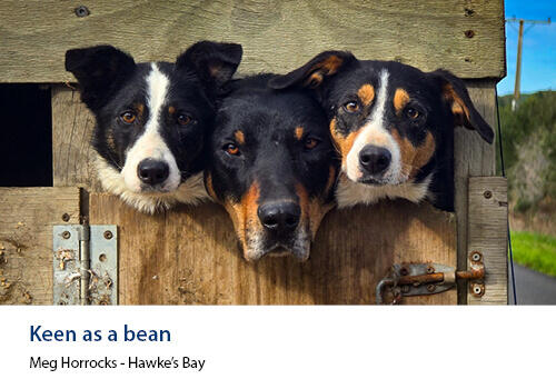 Three farm dogs poking their heads through a wooden fence, staring curiously at the camera. Caption: Meg Horrocks, Hawke’s Bay.
