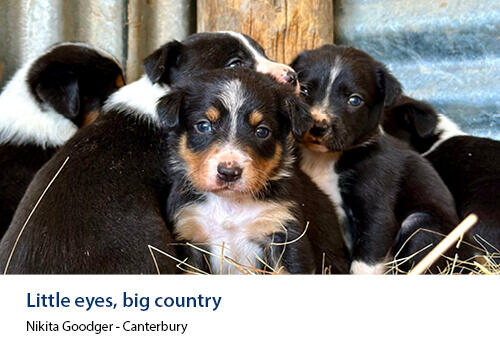 A litter of young black-and-white puppies huddled together on straw near a wooden wall. Caption: Nikita Goodger, Canterbury.