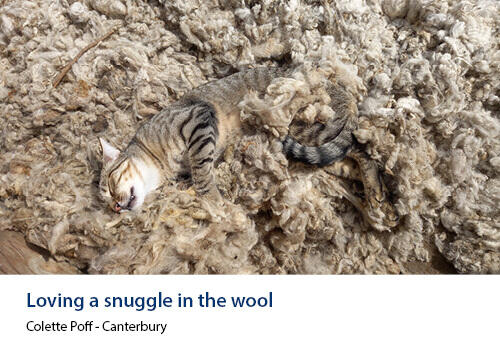 A tabby cat curled up peacefully on a thick pile of freshly shorn wool. Caption: Colette Poff, Canterbury.