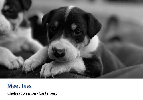 A black and white puppy rests its front paws on a soft surface, looking curiously at the camera in a black-and-white photo. Caption: Chelsea Johnston, Canterbury.