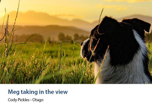 A farm dog gazes over a lush, green paddock toward a golden sunset and distant hills. Caption: Cody Pickles, Otago.