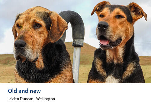 Two working farm dogs, one older, the other younger and alert, stand side-by-side in a paddock. Caption: Jaiden Duncan, Wellington.