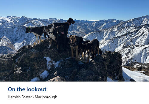 A pack of farm dogs stand on a rocky, snow-dusted mountain ridge, overlooking a dramatic alpine landscape. Caption: Hamish Foster, Marlborough.
