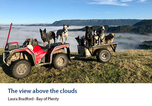 A team of farm dogs riding a quad bike and trailer above a blanket of morning cloud covering the valley below. Caption: Laura Bradford, Bay of Plenty.