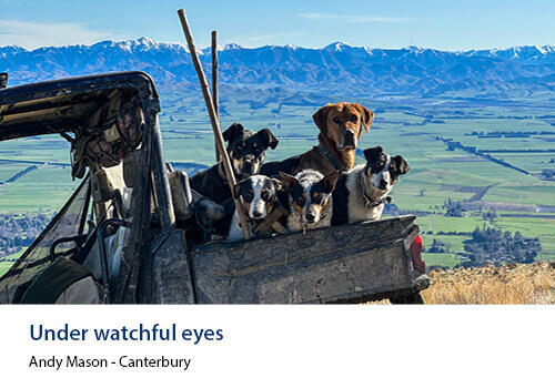 Several farm dogs sit in the back of a farm ute overlooking a wide, green valley with distant mountains. Caption: Andy Mason, Canterbury.