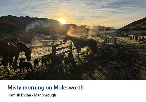 Steam rises from horses and dogs in a frosty paddock at sunrise, with golden light casting long shadows. Caption: Hamish Foster, Marlborough.